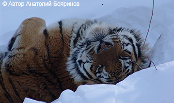 Фонд «РЕНОВА» оказал поддержку Центру «Амурский тигр»